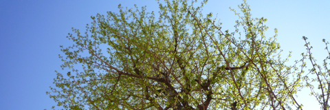 p1020598 p1020598